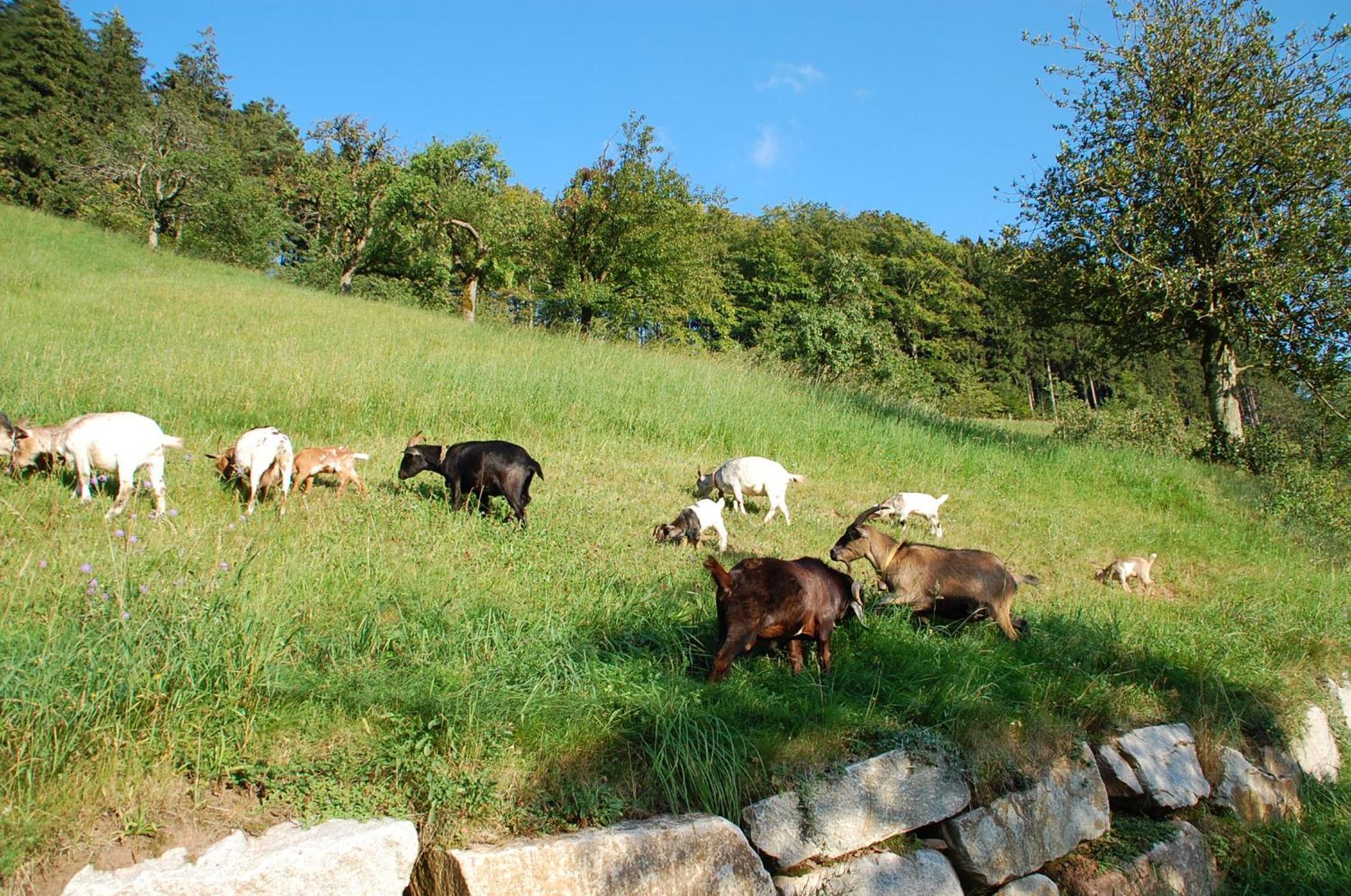 Holderstanzenhof *